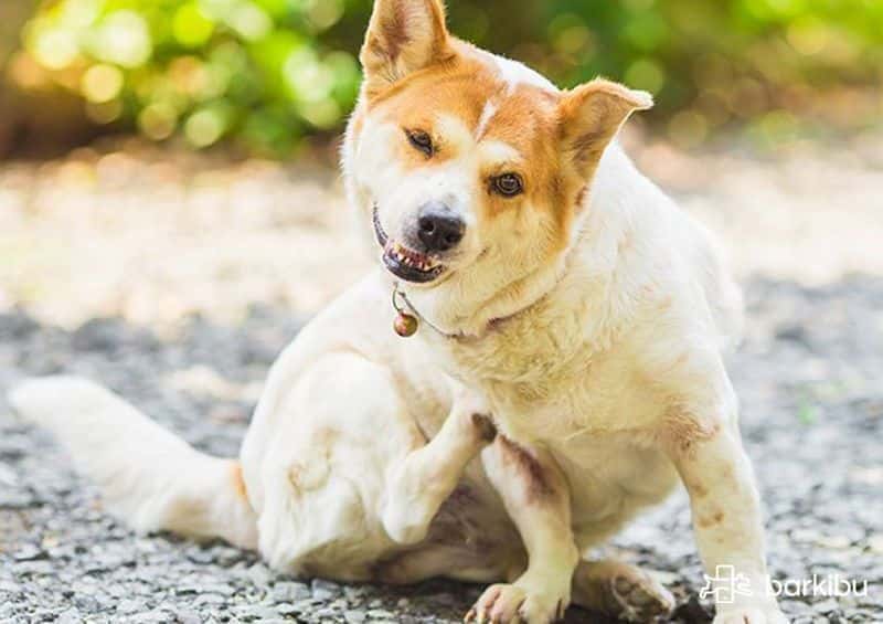 Alergias en la piel de los perros remedios caseros